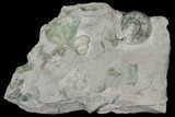 Ammonite (Orthosphinctes) & Gastropod Fossil on Rock - Germany #125895-1